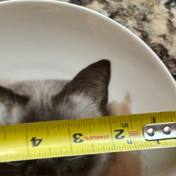 Siamese Cat Collectors Plate Bavaria Schumann Arzberg Germany Porcelain - Picture 6 of 9